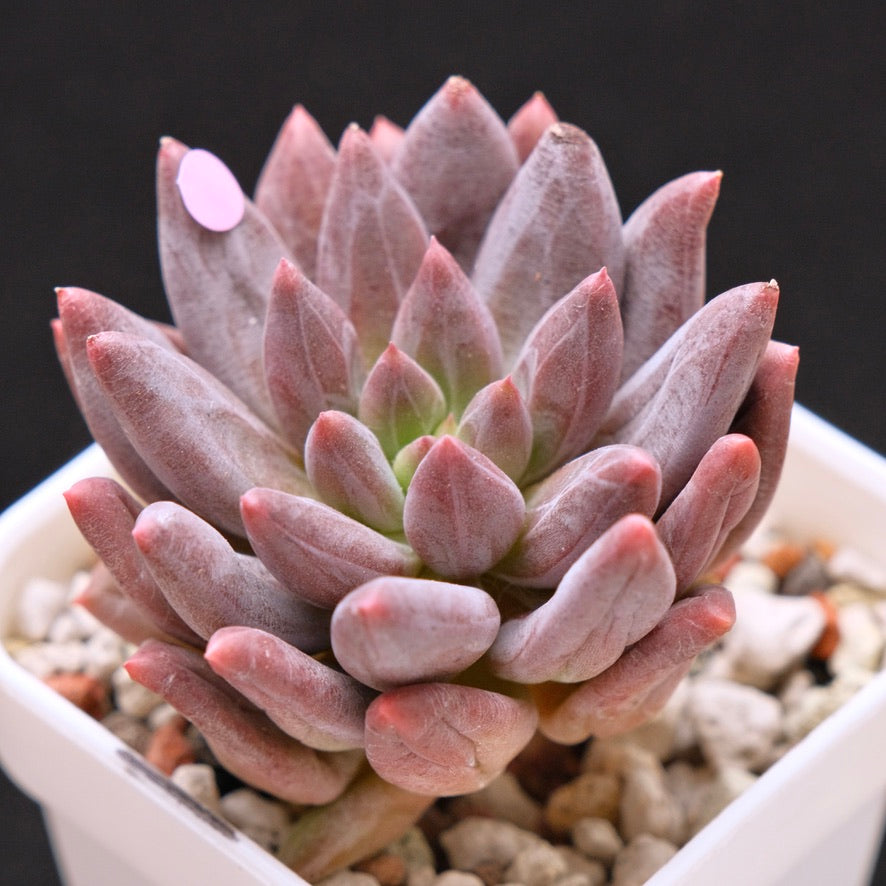 Pachyveria Angel Finger Korean Succulent Plant