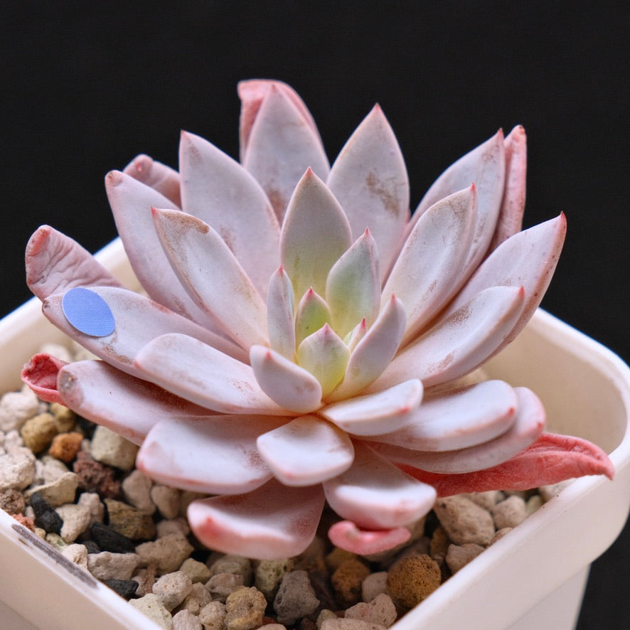 Graptoveria Lulu Korean Succulent Plant