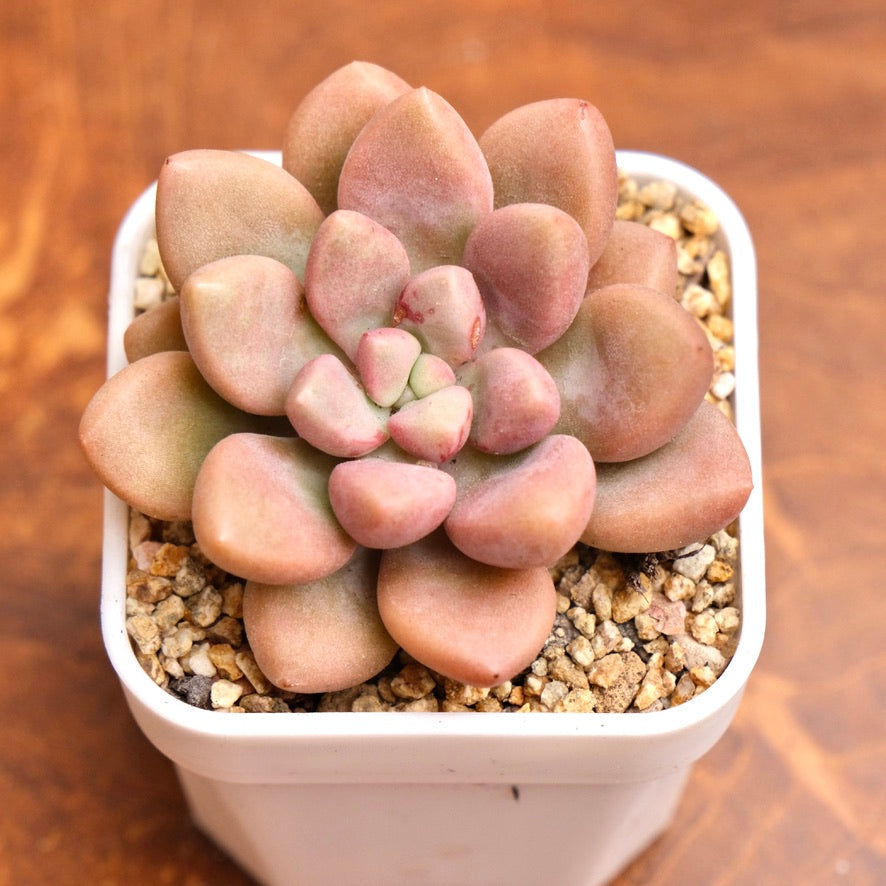 Graptopetalum Polari Heart Korean Succulent Plant