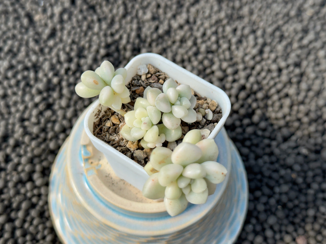 Variegated Graptopetalum Mendozae Korean Succulent Plant