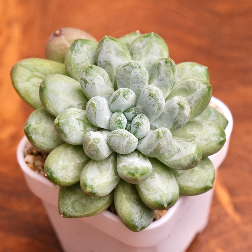 Pachyveria Cocoa Bean Imported Succulent Plant