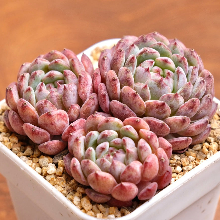 Echeveria White Farm Imported Succulent Plant