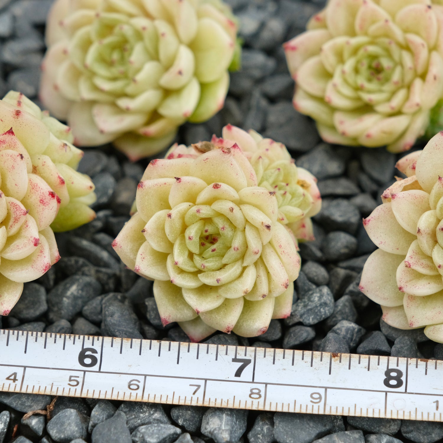 Echeveria Sun Daisy Imported Succulent Plant