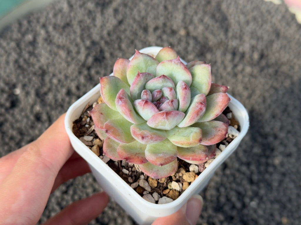 Echeveria Cherry Shadow Korean Succulent Plant