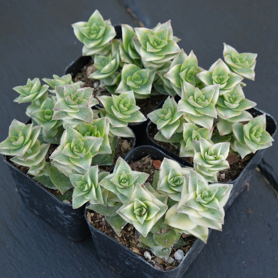 Variegated Crassula perforata Succulent Plant