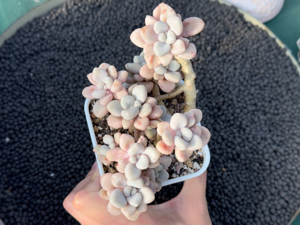 Graptopetalum Ellen Imported Succulent Plant