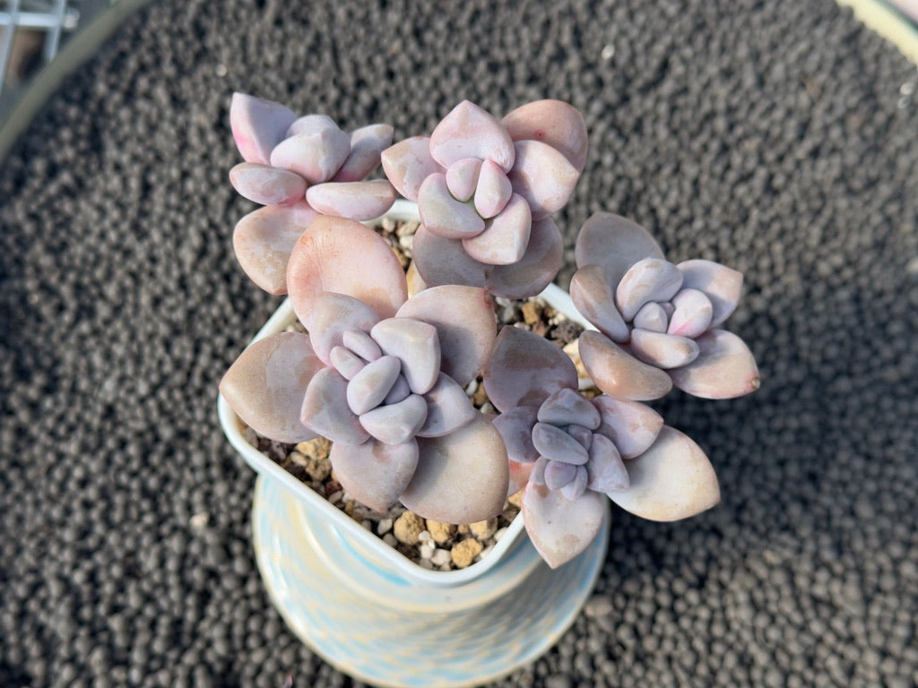 Graptoveria Murasaki Imported Succulent Plant