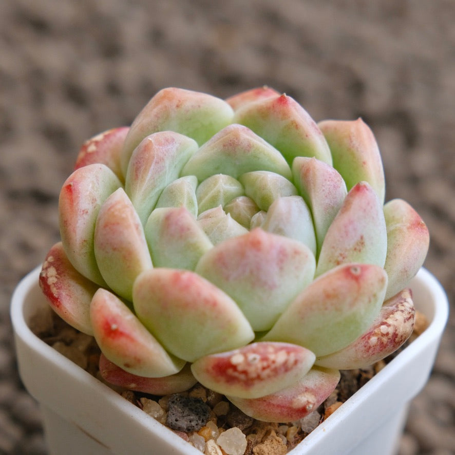 Echeveria Jelly Hybrid Imported Succulent Plant