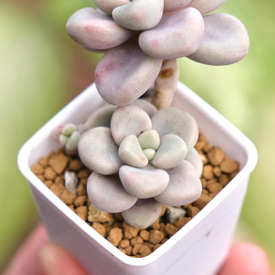 Graptopetalum Ellen Korean Succulent Plant