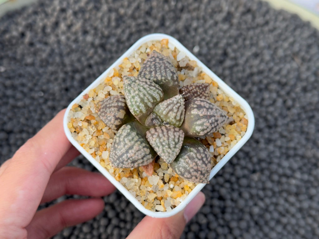 Haworthia picta Imported Succulent Plant