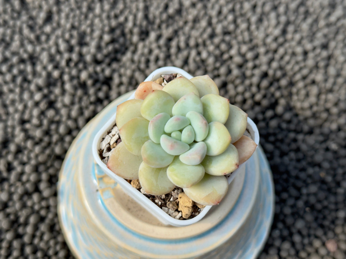 Graptoveria Swan Stone Korean Succulent Plant