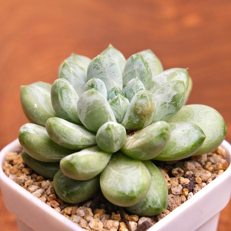 Pachyveria Cocoa Bean Imported Succulent Plant