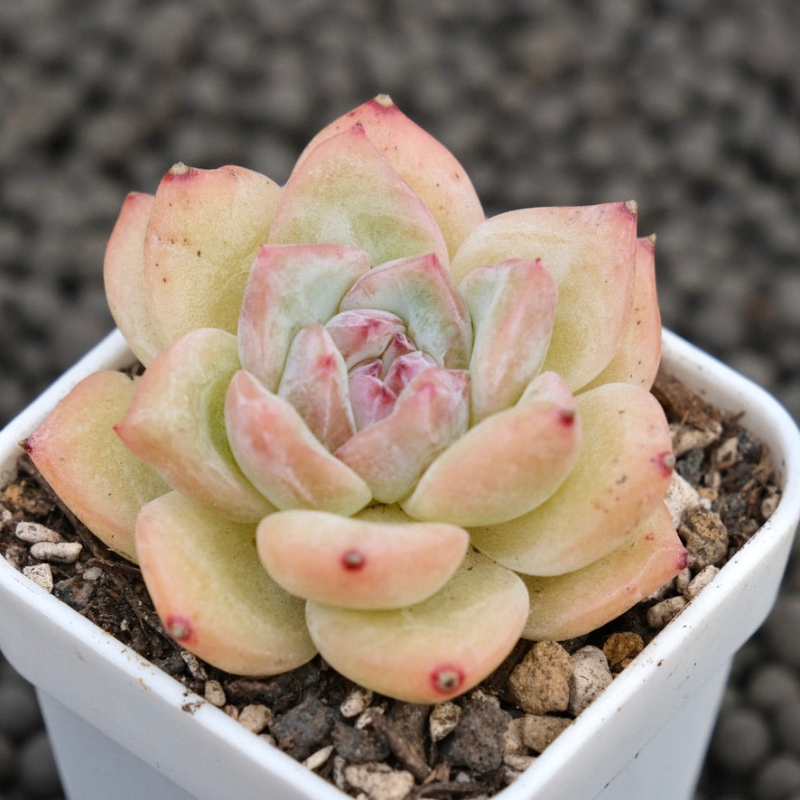 Echeveria Peach Fuzz Imported Succulent Plant