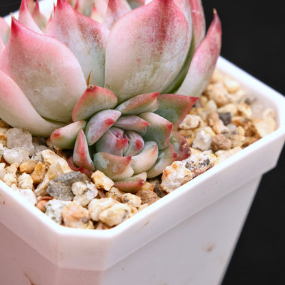 Variegated Echeveria Chihuahuaensis Korean Succulent Plant