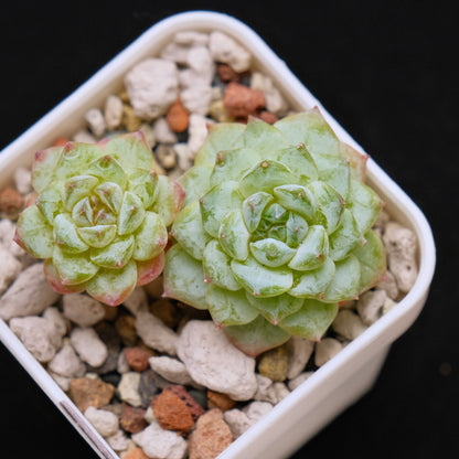 Echeveria Jelly hybrid (seedling) Imported Succulent Plant *New* 糖心杂