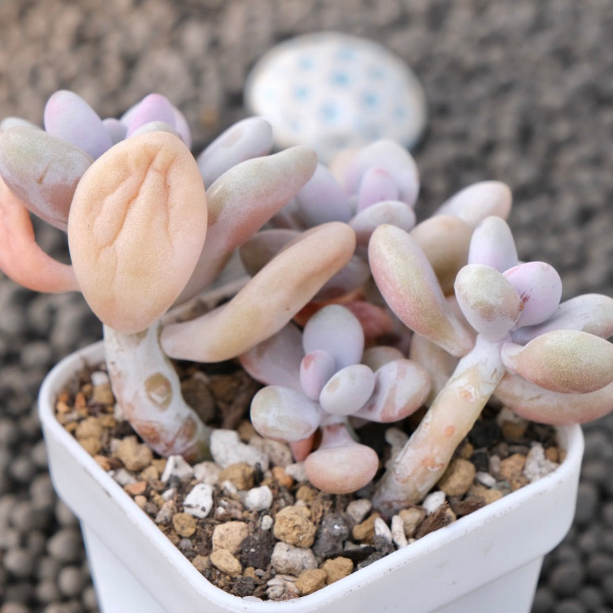 Graptopetalum amethystinum Korean Succulent Plant