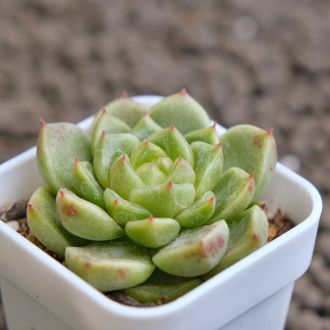 Echeveria Sky Jelly Imported Succulent Plant -A