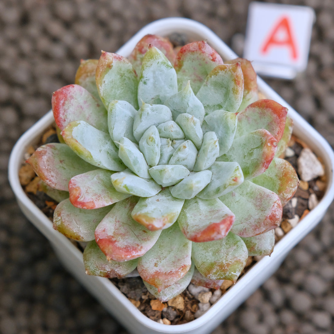 Echeveria Snow Peak Korean Succulent Plant - A