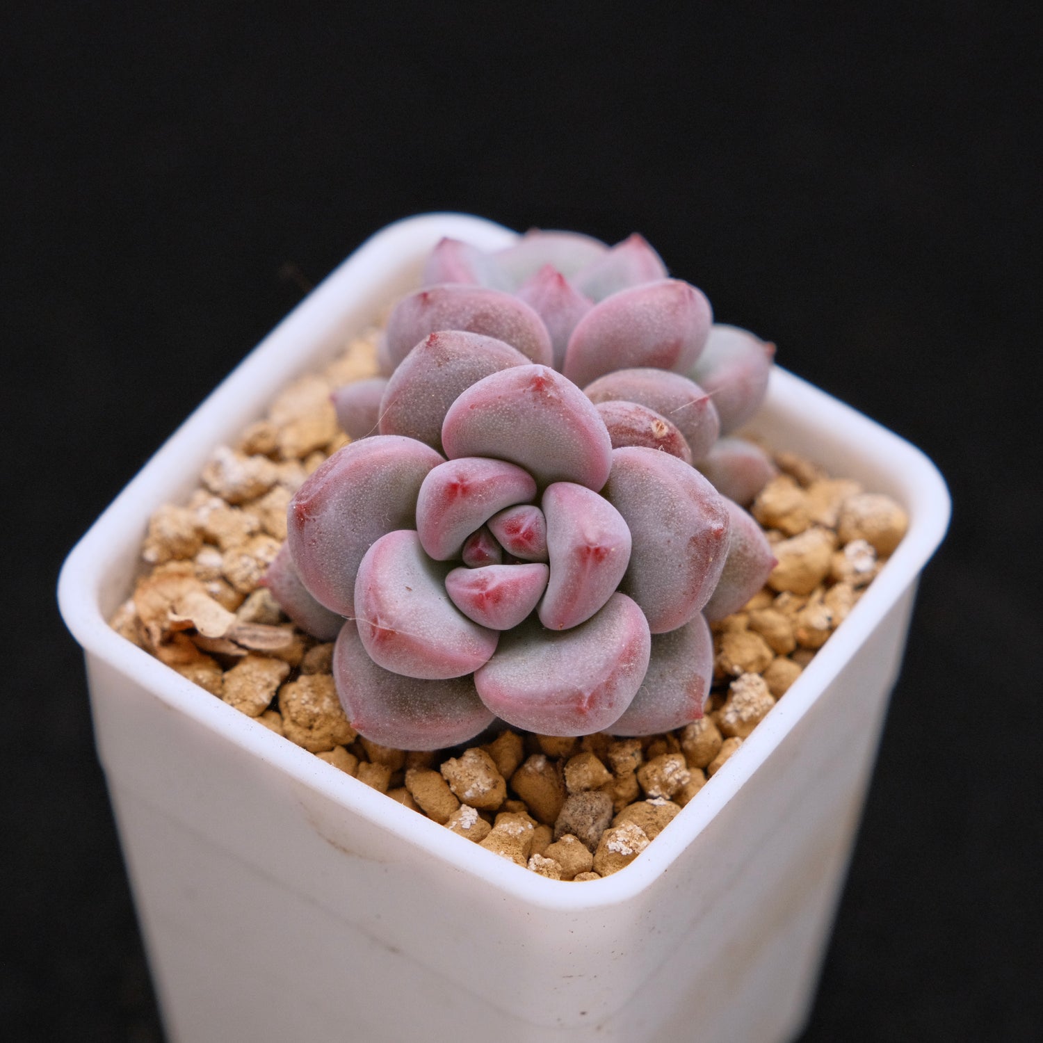 Pachyveria Damian babies Korean Succulent Plant