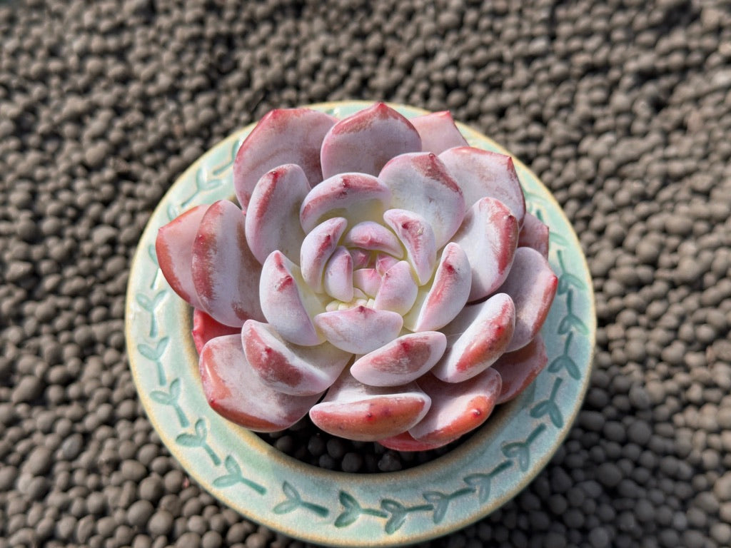 Echeveria Blood Orange Imported Succulent Plant