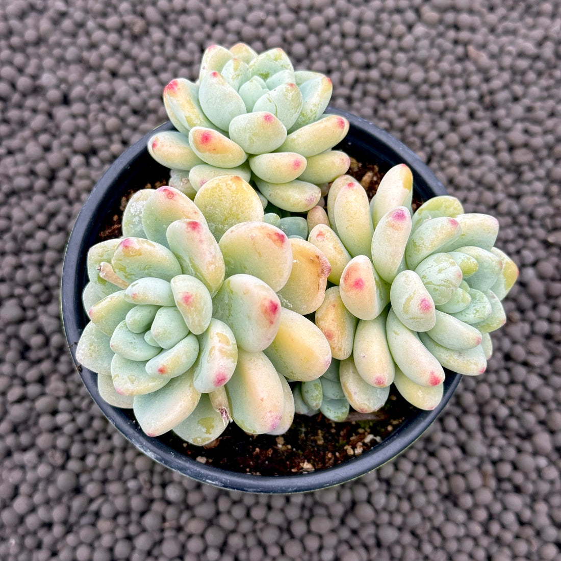 Sedum clavatum Succulent Plant