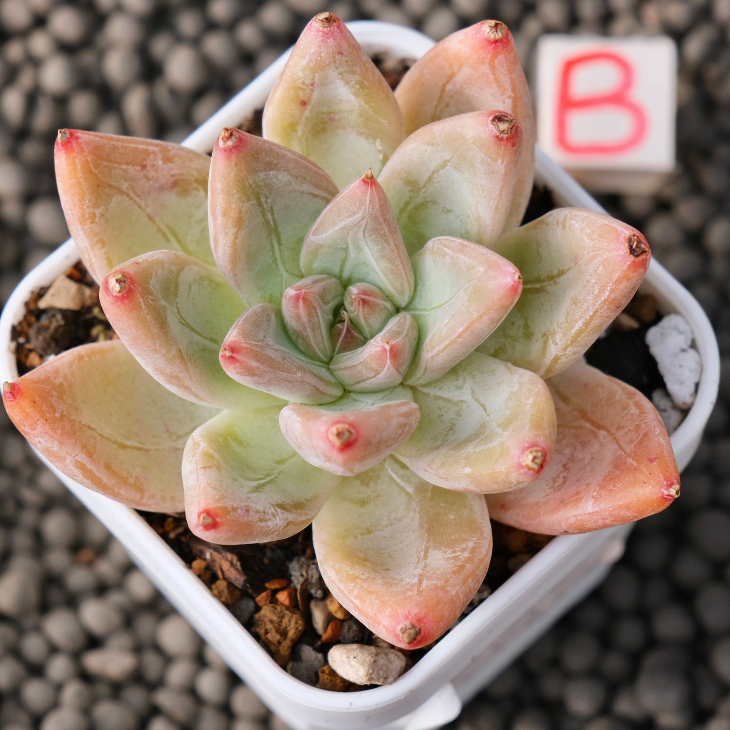 Echeveria Tolimanensis x Tapalpa Korean Succulent Plant Changhee Hybrid