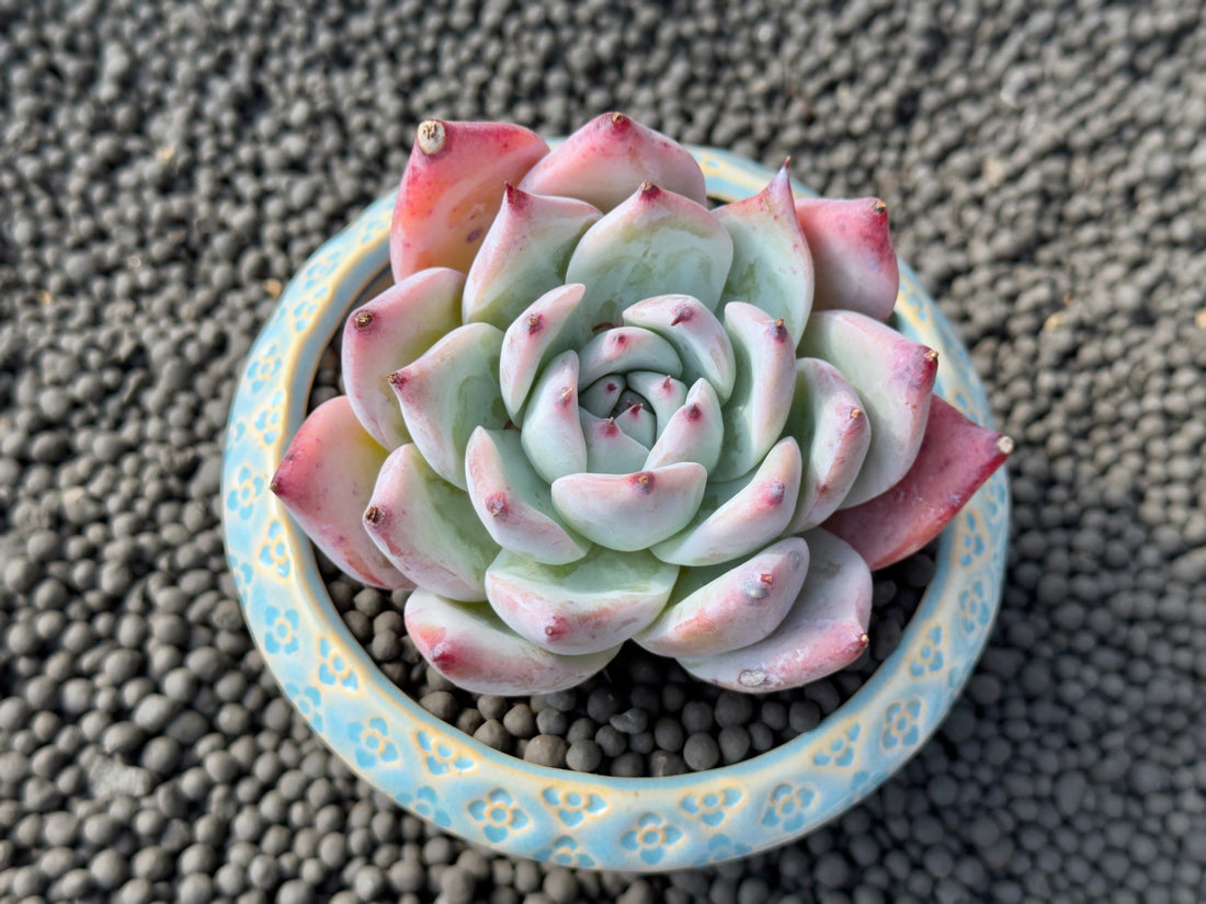 Big Echeveria colorata cultivar Korean Succulent Plant