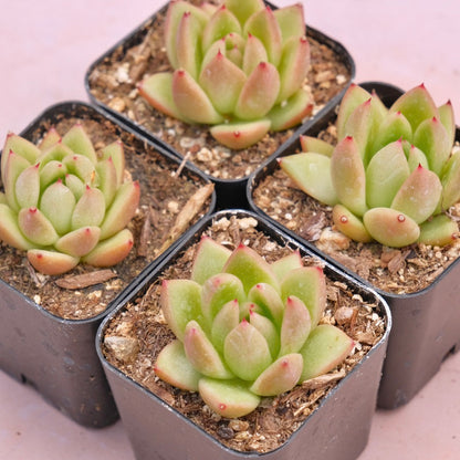 Echeveria Gilva Succulent Plant