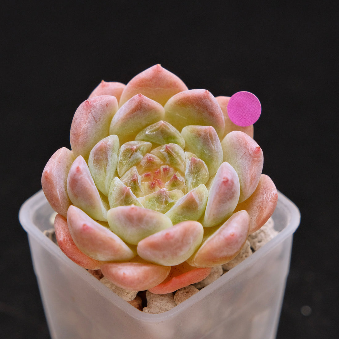 Echeveria Ice Soul Imported Succulent Plant *New* 秘境冰魄