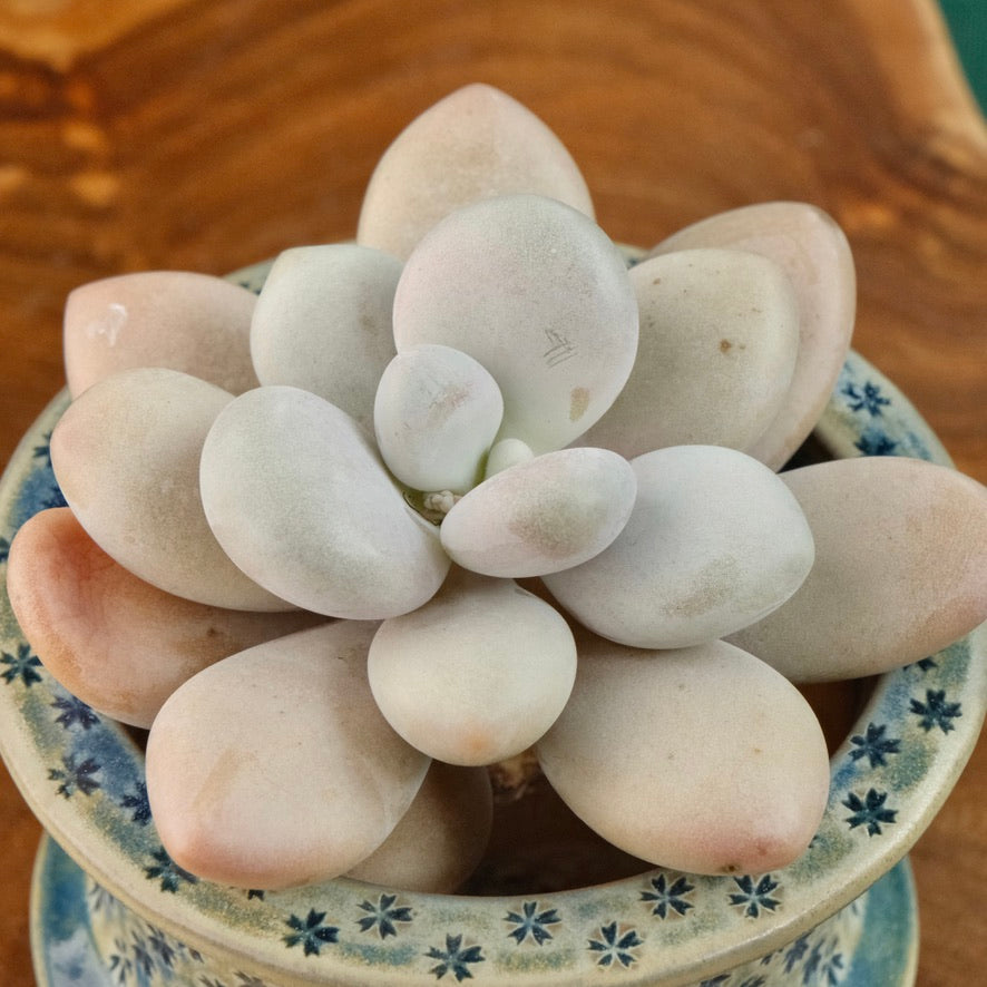 Big Graptopetalum Pink One Korean Succulent Plant