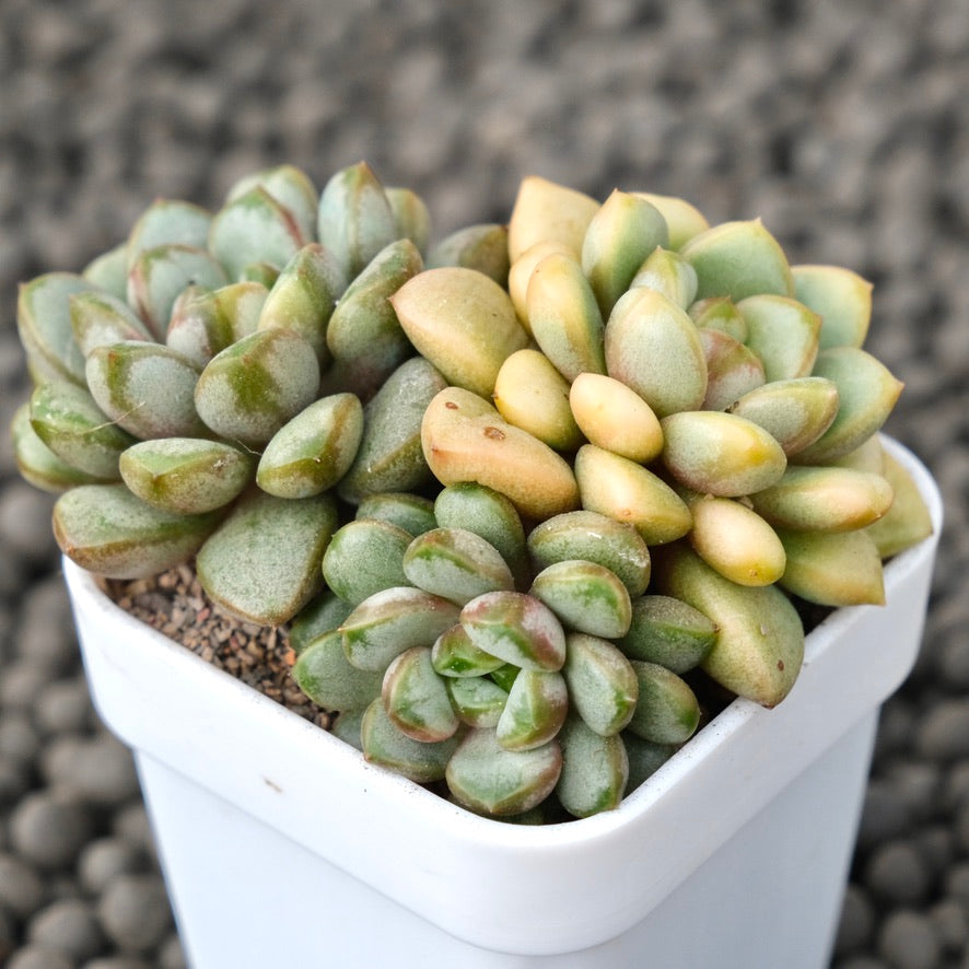 Varieated Graptoveria Amethorum Korean Succulent Plant