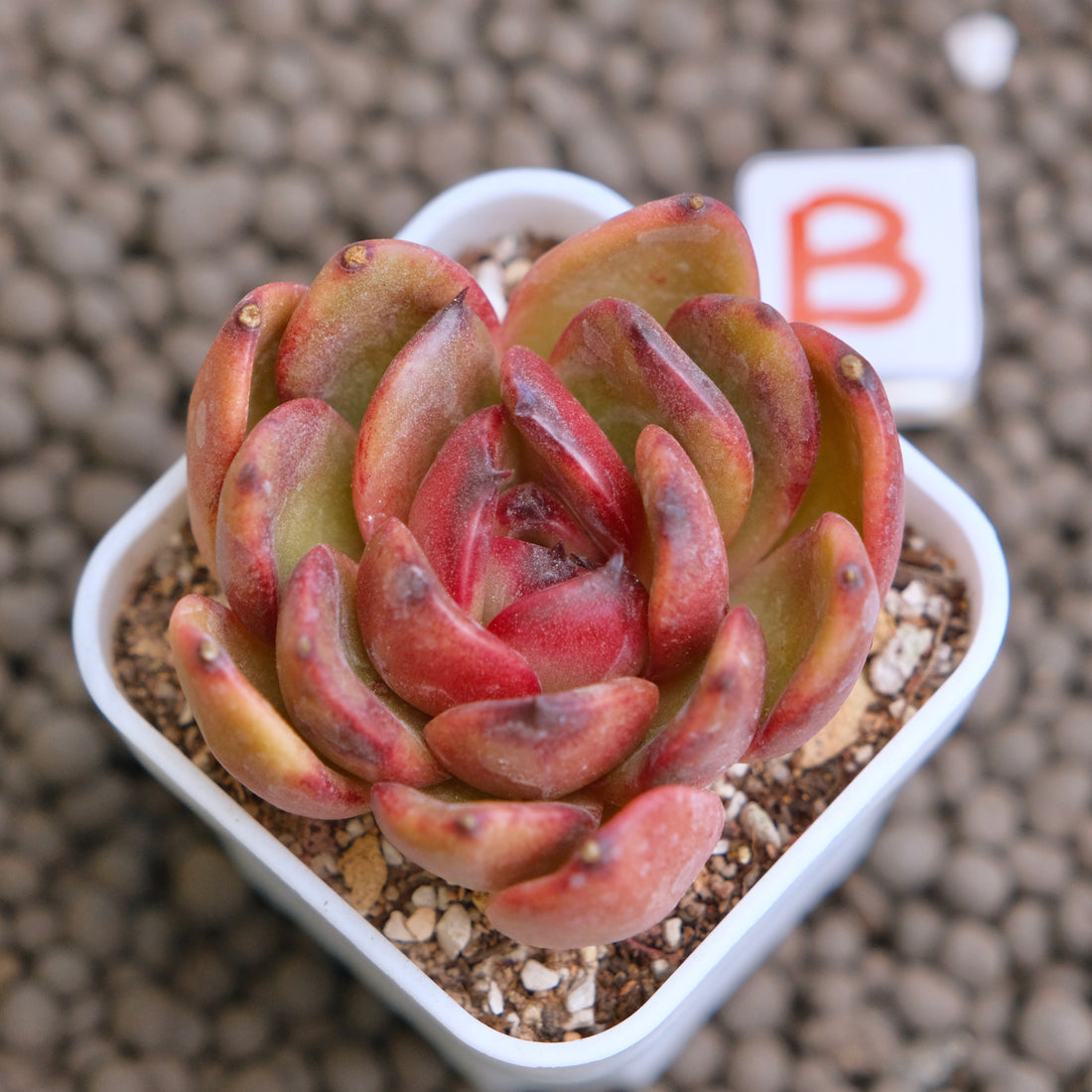 Echeveria Black Pink Korean Succulent Plant - B