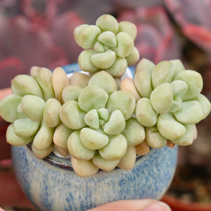 Graptosedum Bubble Gum Imported Succulent Plant