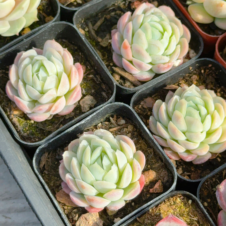 Echeveria elegans &