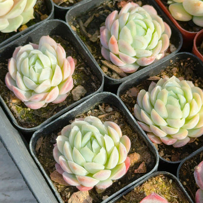 Echeveria elegans &