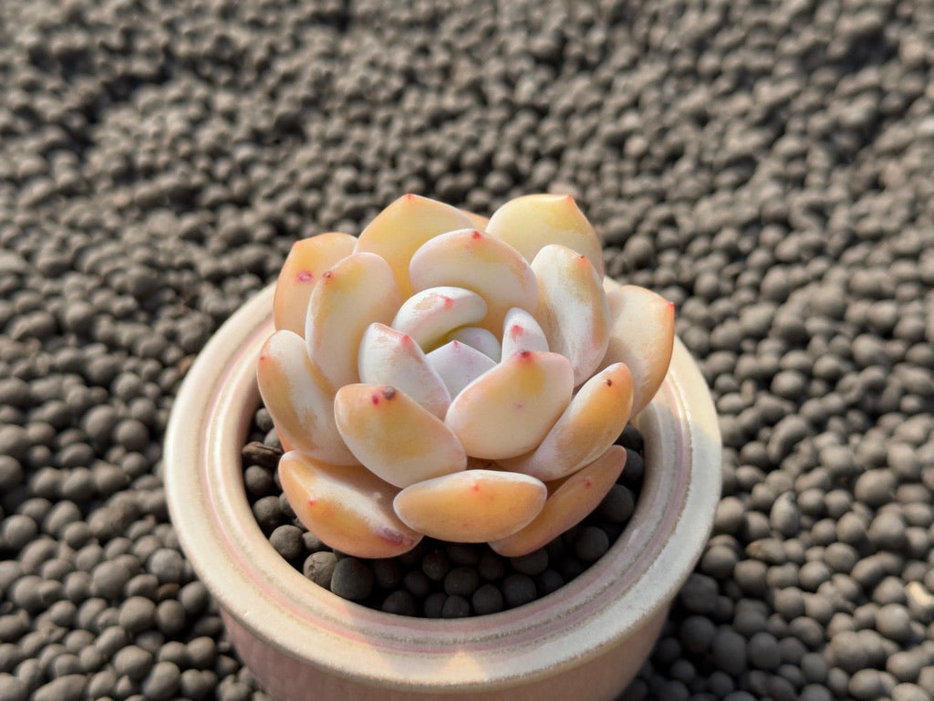 Echeveria Snowy Imported Succulent Plant