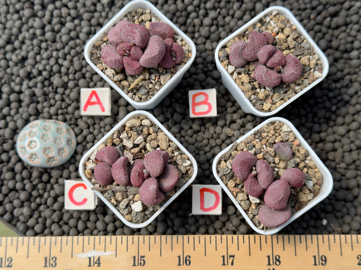 Adromischus &