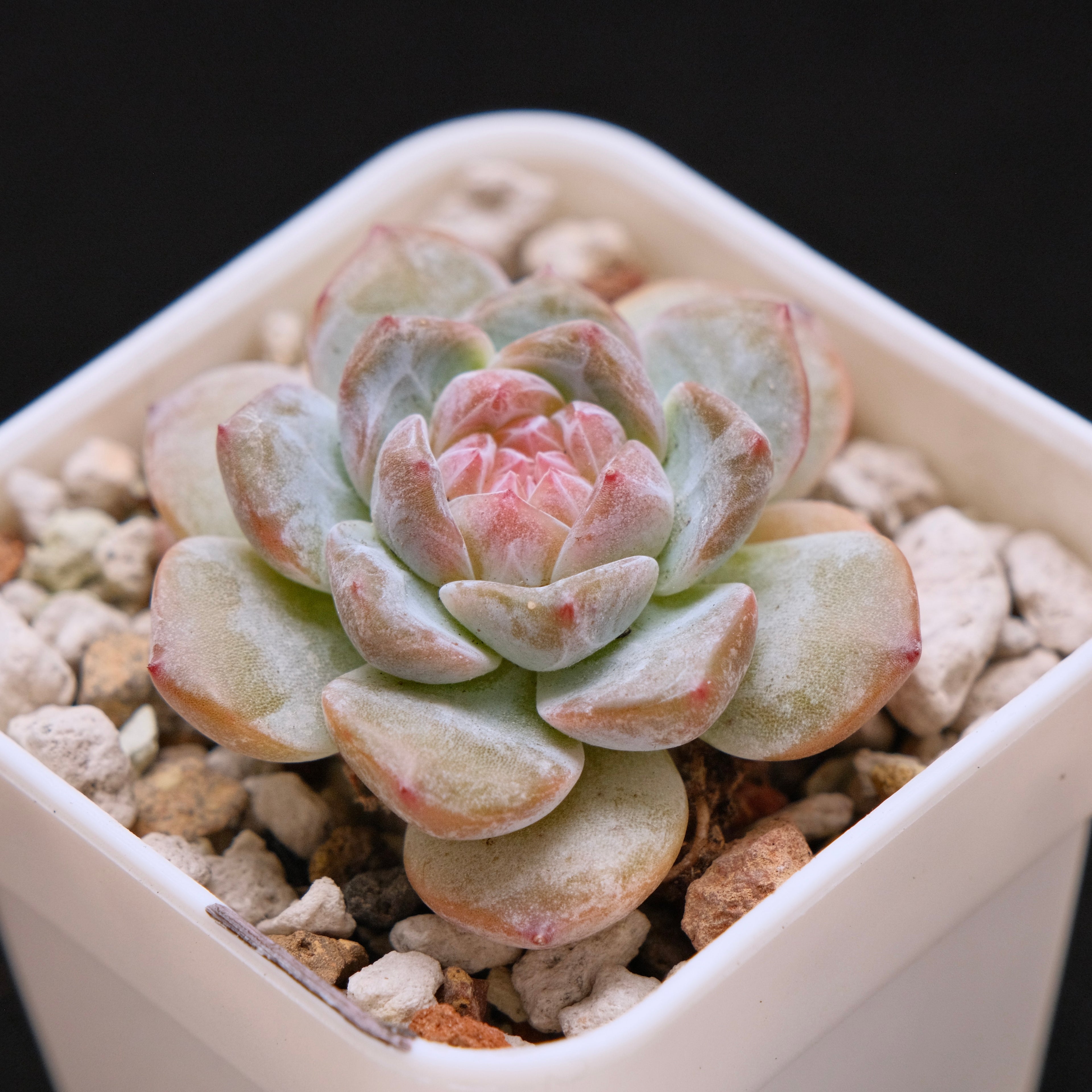 Echeveria First Love Imported Succulent Plant *New* 初恋情人