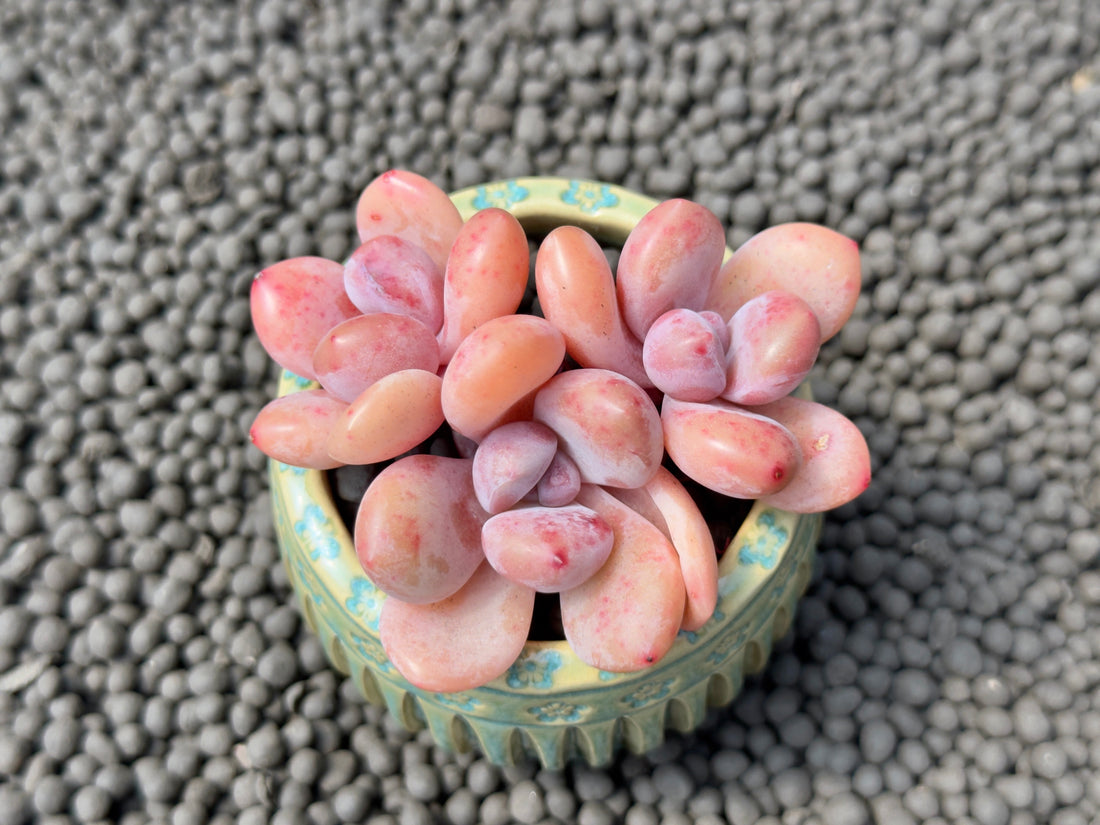 Graptoveria Amemonroe cluster Imported Succulent Plant