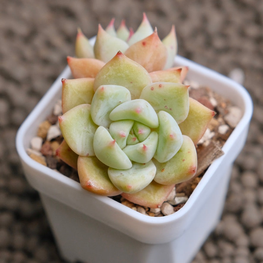 Echeveria Colorata hybrid double Imported Succulent Plant