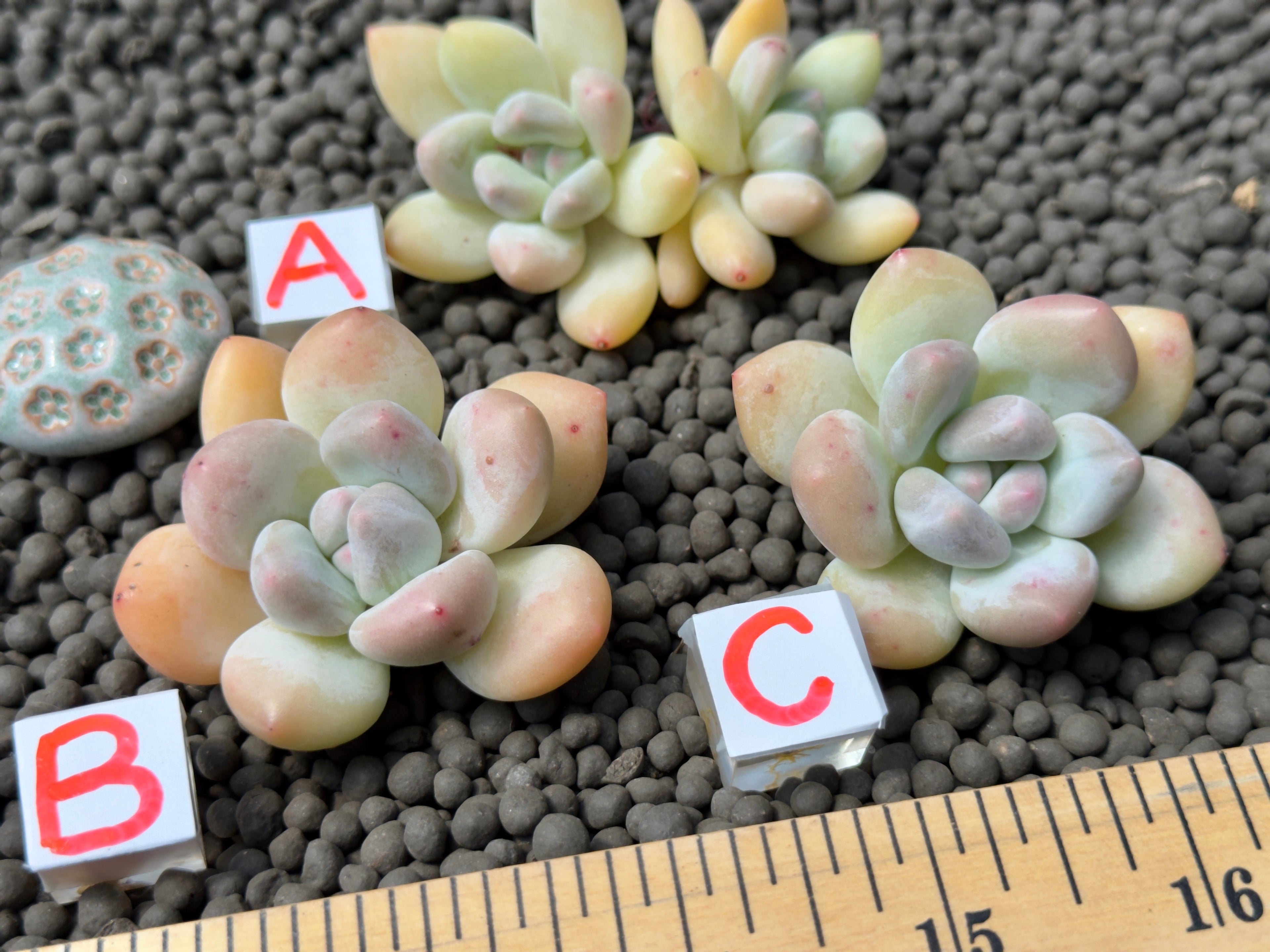 Pachyphytum Frevel cultivar Imported Succulent Plant