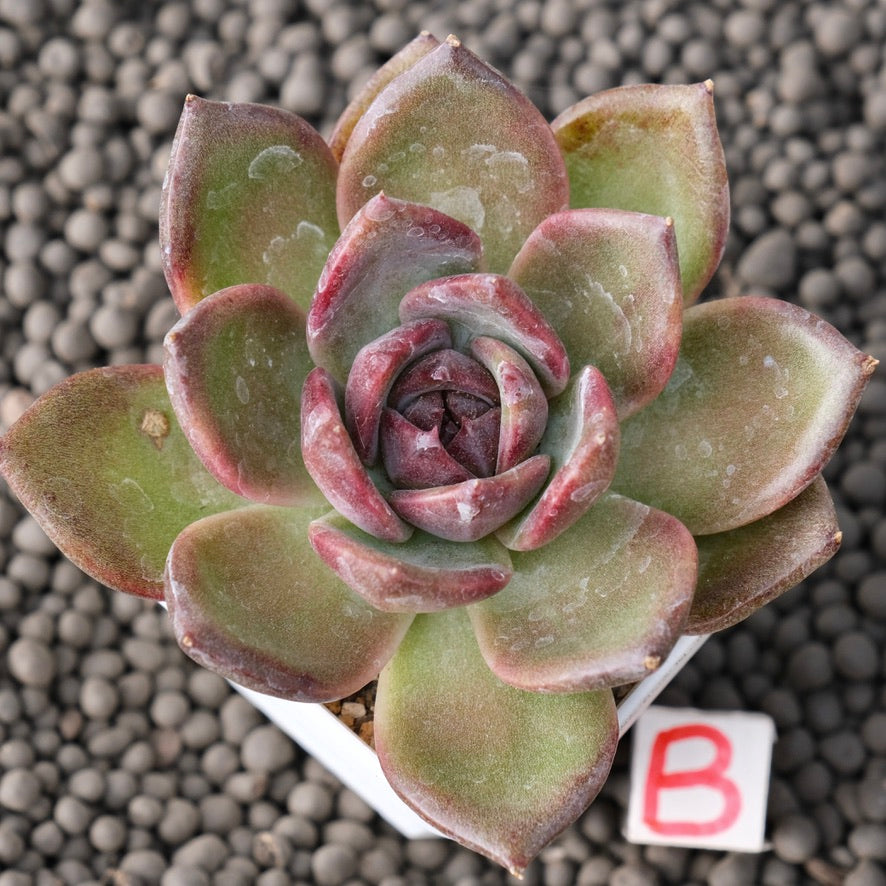 Echeveria Moila Korean Succulent Plant New Hybrid