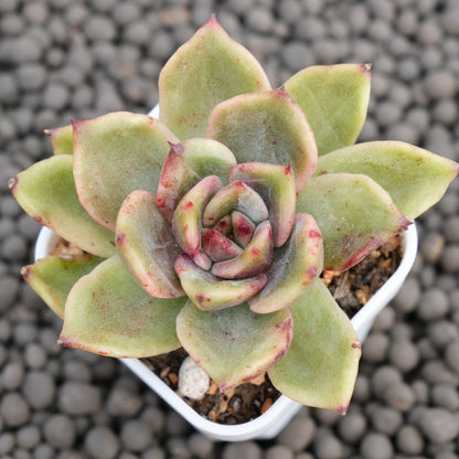 Echeveria Shinebly Korean Succulent Plant Air Magic Hybrid