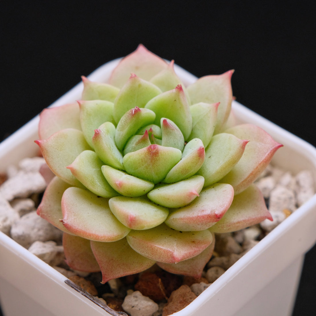 Echeveria Blue Eye Imported Succulent Plant *New* 蓝眼睛