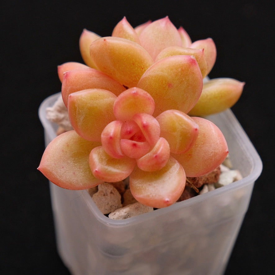 Echeveria Philon Korean Succulent Plant *New*