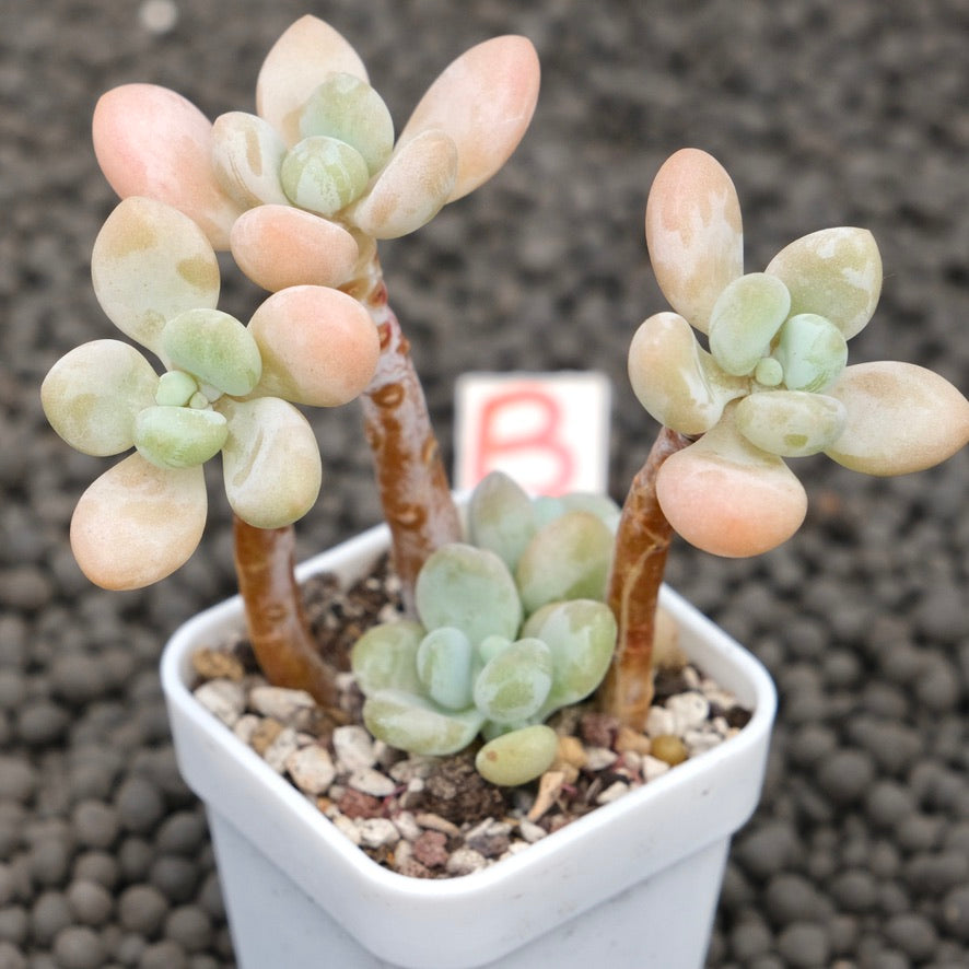 Graptosedum Jelly Finger Imported Succulent Plant