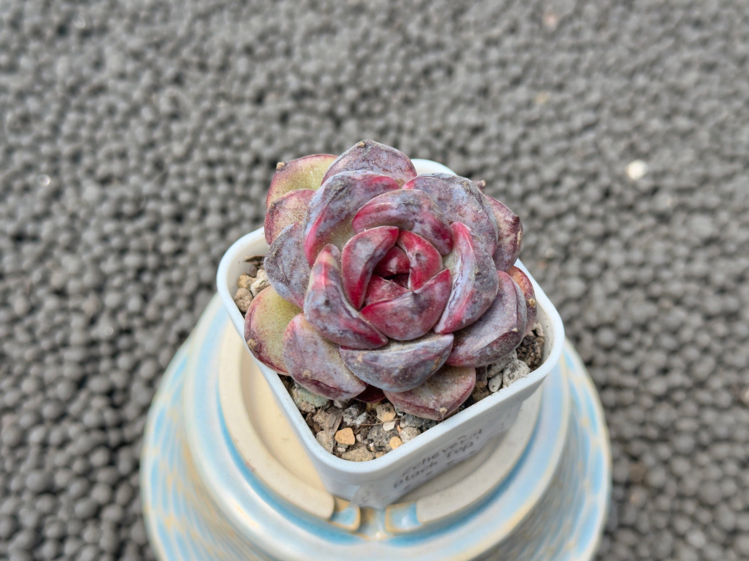 Echeveria Black Top Korean Succulent Plant