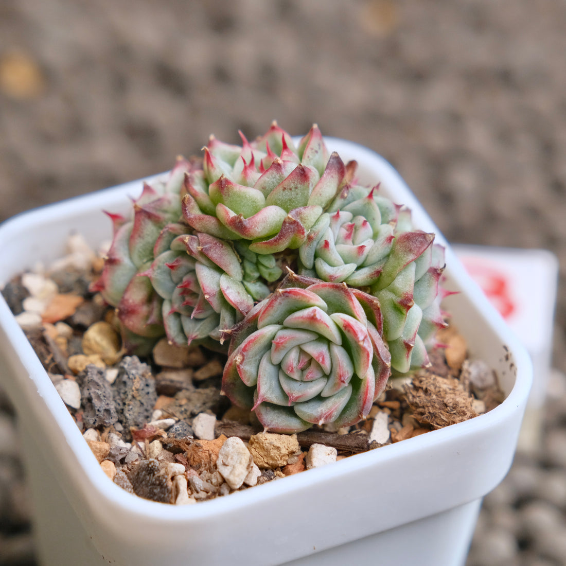 Echeveria Devil Jelly cluster Succulent Plant - B