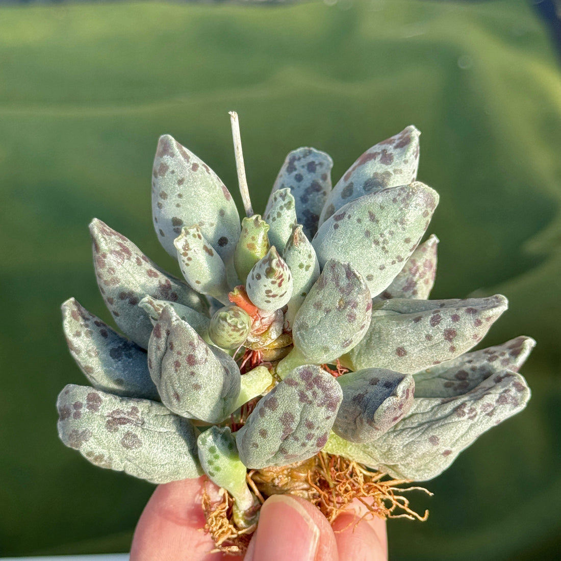 Adromischus cooperi Korean Succulent Plant