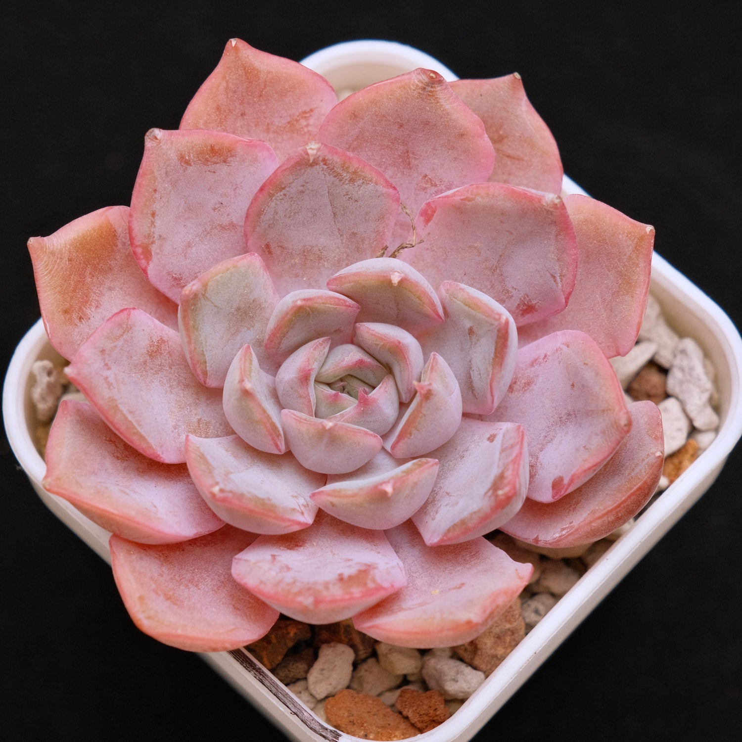 Echeveria Lucinda Korean Succulent Plant *New*